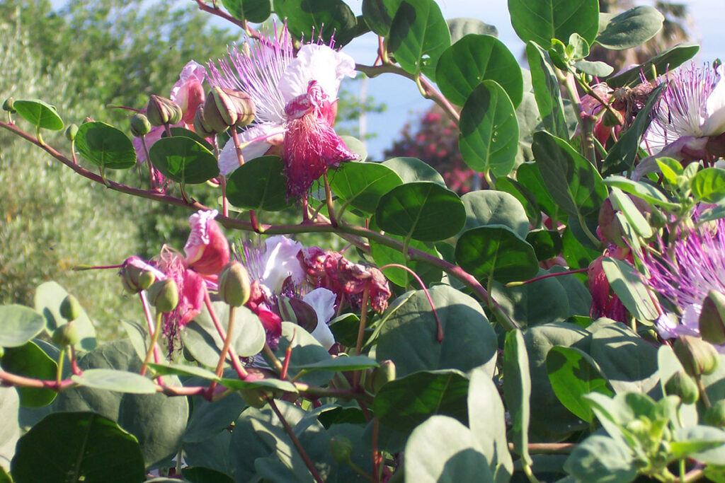 Capperi